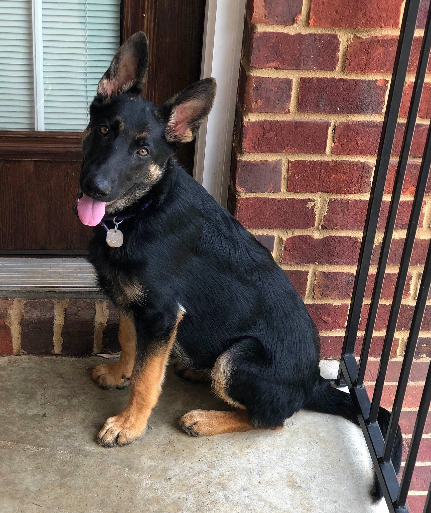Roxxi joined the competition — help win amazing prizes! canidae, carnivore, dog, dog_breed, east_european_shepherd, german_shepherd_dog, king_shepherd, mammal, rare_breed_dog, snout, vertebrate