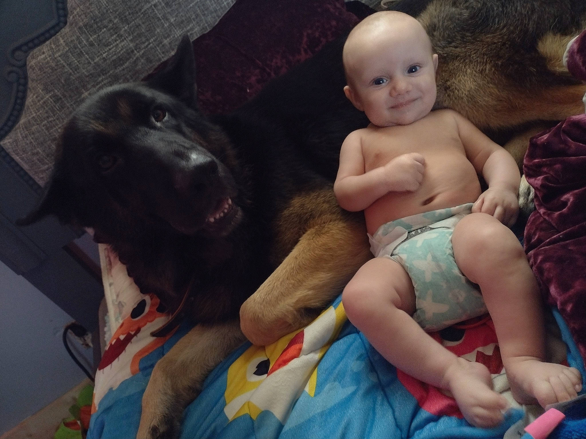 Koltyn is registered to the contest to win money with this photo: baby, carnivore, child, comfort, companion_dog, dog, dog_breed, facial_expression, fawn, fun, happy, interaction, joy, lap, person, sitting, smile, thigh, toddler, toy