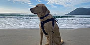 Ulysse participe au concours pour gagner de l'argent avec cette photo : dog, beach, sand, ocean, waves, cloudy_sky, harness, canine, outdoor, sea, water, mountain, nature, pet, animal, side_view, calm, scenic, landscape, daytime