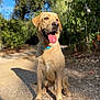 dog, labrador_retriever, animal, pet, outdoor, sunlight, nature, tree, gravel, path, canine, tongue_out, happy, collar, mammal, summer, daylight, forest, sitting, friendly