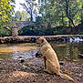 Ulysse participe au concours pour gagner de l'argent avec cette photo : dog, golden_retriever, labrador, river, water, bridge, stone_bridge, trees, forest, nature, outdoor, animal, pet, canine, sitting, landscape, rocks, daylight, calm, scenic