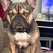 Duke joined the competition — help win amazing prizes! dog, french_bulldog, puppy, pet, animal, sitting, portrait, close_up, large_ears, wrinkled_face, brown_coat, brindle_coat, white_chest, collar, dog_tag, couch, living_room, television, indoor, second_dog