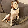 dog, bulldog, pet, sofa, couch, living_room, collar, white_fur, brown_fur, sitting, paw, pillow, indoor, portrait, furniture, relaxed, looking_away, canine, companion, home