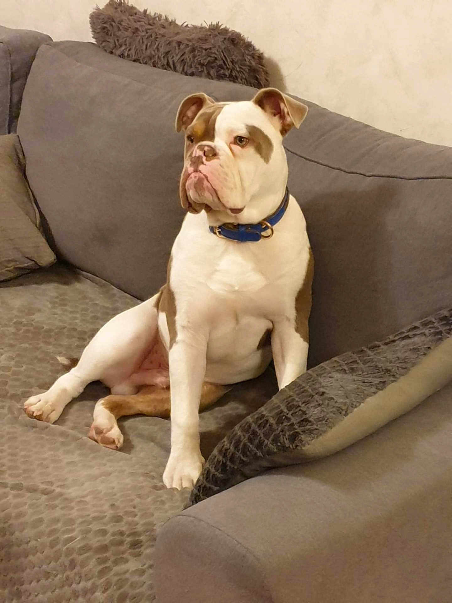 Sly a rejoint le concours — aidez-le/la à gagner de superbes lots ! dog, bulldog, pet, sofa, couch, living_room, collar, white_fur, brown_fur, sitting, paw, pillow, indoor, portrait, furniture, relaxed, looking_away, canine, companion, home