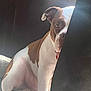 Chewy is registered to the contest to win money with this photo: dog, brown_and_white, peeking, hiding, indoor, floor, light, shadow, curious, pet, animal, ears, face, close_up, one_eye_visible, paw, playful, canine, muzzle, looking