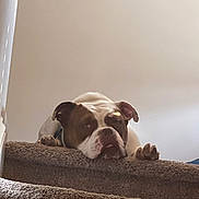 Chewy is registered to the contest to win money with this photo: dog, bulldog, carpet, stairs, indoor, pet, resting, animal, head, paw, brown, white, expression, face, lying_down, home, wall, light_switch, relaxed, closeup