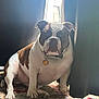 Chewy joined the competition — help win amazing prizes! bulldog, dog, pet, indoor, curtains, rug, window, light, shadow, sitting, animal, mammal, domestic_animal, collar, tag, portrait, expression, fur, white, brown