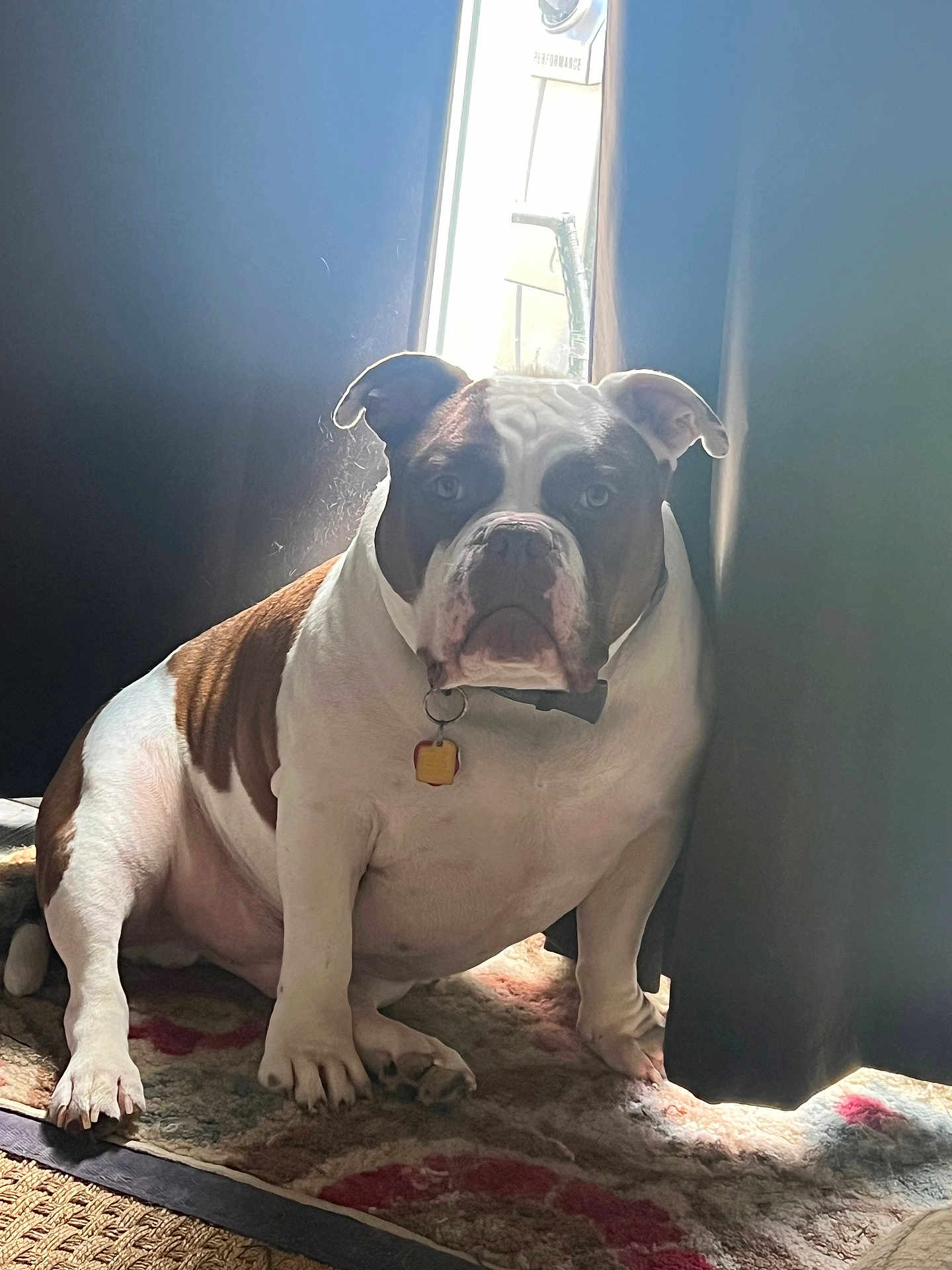 Chewy joined the competition — help win amazing prizes! bulldog, dog, pet, indoor, curtains, rug, window, light, shadow, sitting, animal, mammal, domestic_animal, collar, tag, portrait, expression, fur, white, brown