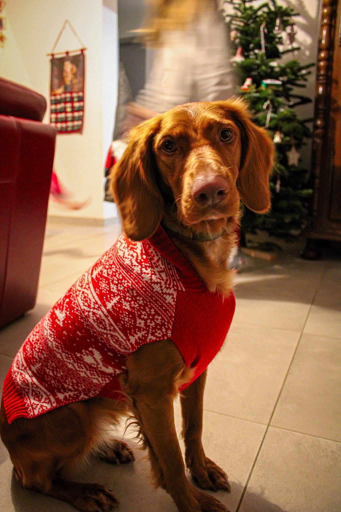 Poupssy participe au concours pour gagner de l'argent avec cette photo : canidae, carnivore, collar, companion_dog, dog, dog_breed, dog_supply, fawn, flooring, fur, houseplant, leash, liver, pet_supply, plant, snout, sporting_group, tail, whiskers, working_animal