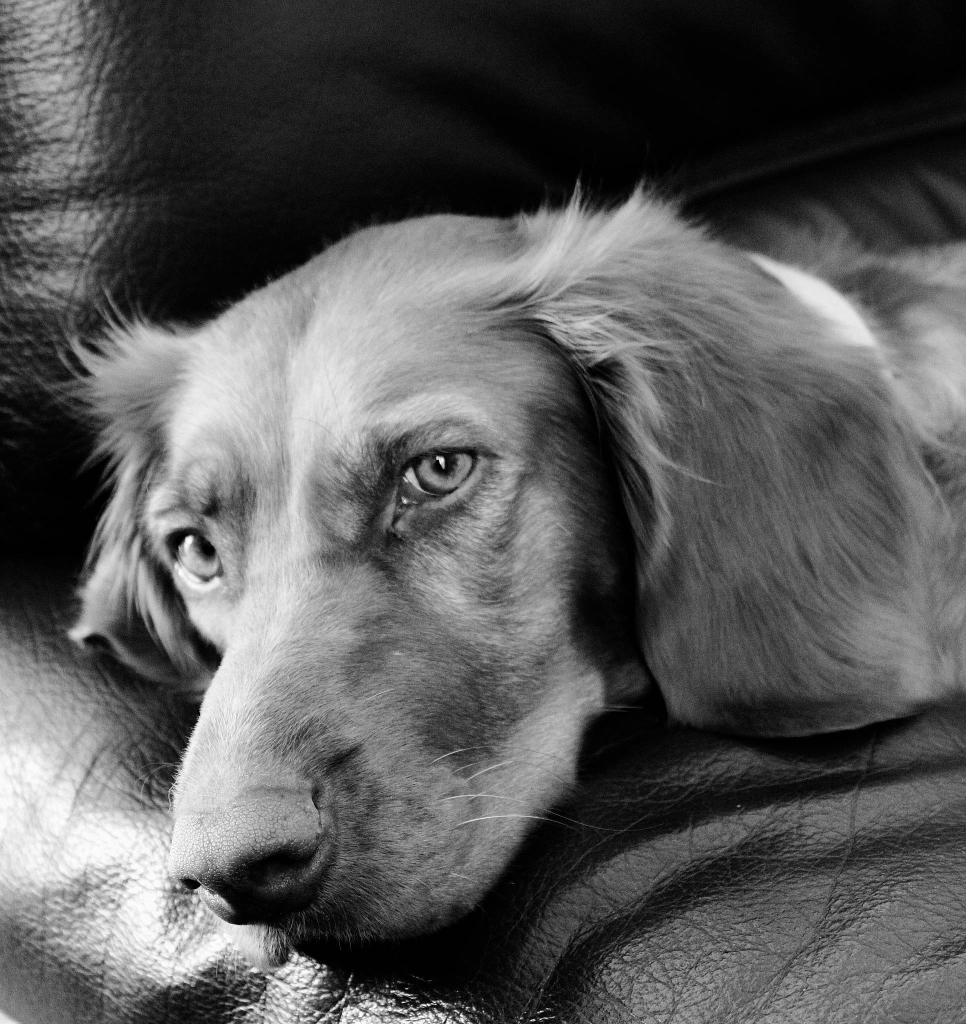 Poupssy a rejoint le concours — aidez-le/la à gagner de superbes lots ! canidae, carnivore, chair, companion_dog, dog, dog_breed, ear, eye, fur, head, hound, liver, monochrome, monochrome_photography, sporting_group, style, terrestrial_animal, whiskers, wrinkle