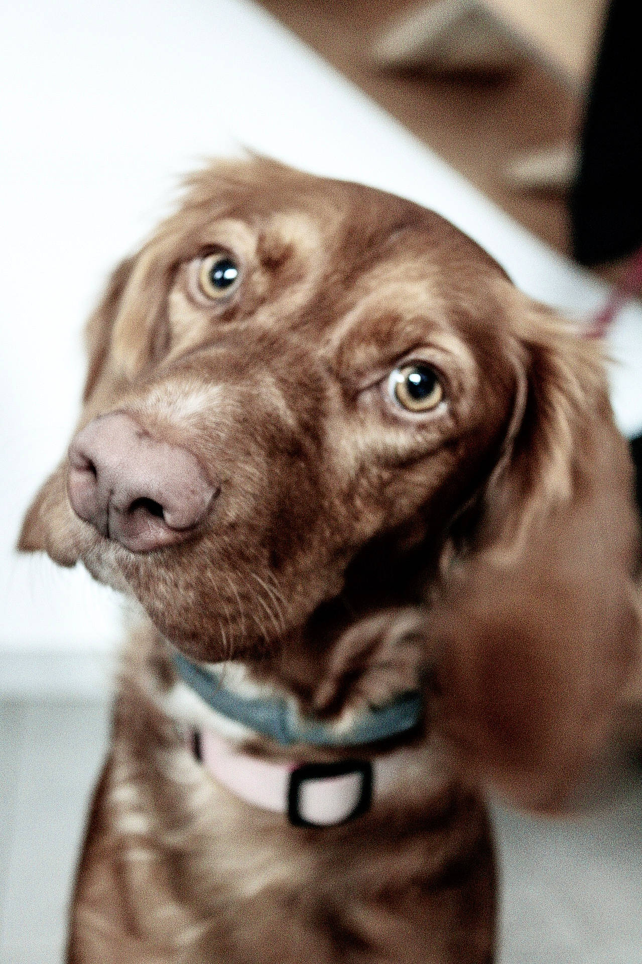 Poupssy participe au concours pour gagner de l'argent avec cette photo : canidae, carnivore, close_up, collar, companion_dog, dog, dog_breed, dog_collar, ear, fur, gun_dog, hunting_dog, liver, snout, spaniel, sporting_group, terrestrial_animal, whiskers, working_animal