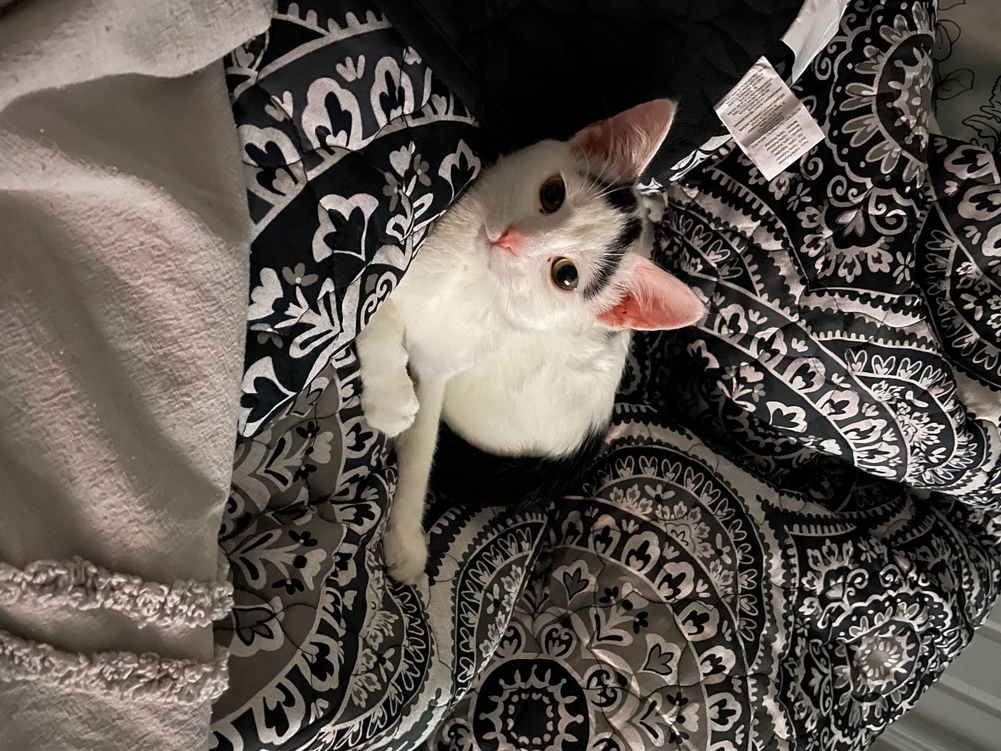 Riley joined the competition — help win amazing prizes! art, carmine, carnivore, cat, event, fashion_accessory, felidae, formal_wear, fur, grey, linens, monochrome_photography, pattern, serveware, sleeve, small_to_medium_sized_cats, tail, visual_arts, whiskers, woven_fabric