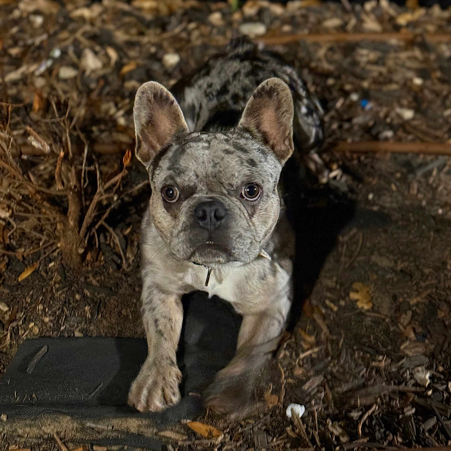 Stich