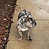 Stich is registered to the contest to win money with this photo: dog, french_bulldog, brindle, sidewalk, concrete, garden_bed, mulch, planter, red, outdoor, pet, animal, canine, standing, looking_away, curious, short_hair, ears_up, daytime, nature