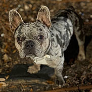 Stich joined the competition — help win amazing prizes! dog, french_bulldog, merle_coat, ears, eyes, curious, pet, animal, outdoor, forest_floor, leaves, twigs, brown, black, white, portrait, close_up, canine, mammal, nature