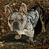 dog, french_bulldog, merle_coat, ears, eyes, curious, pet, animal, outdoor, forest_floor, leaves, twigs, brown, black, white, portrait, close_up, canine, mammal, nature