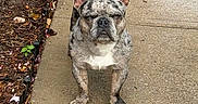 Stich joined the competition — help win amazing prizes! french_bulldog, dog, brindle, pet, animal, canine, outdoor, sidewalk, garden_bed, mulch, leaf, concrete, fur, ears, snout, paw, walking, daylight, nature, expression