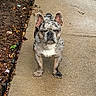 french_bulldog, dog, brindle, pet, animal, canine, outdoor, sidewalk, garden_bed, mulch, leaf, concrete, fur, ears, snout, paw, walking, daylight, nature, expression