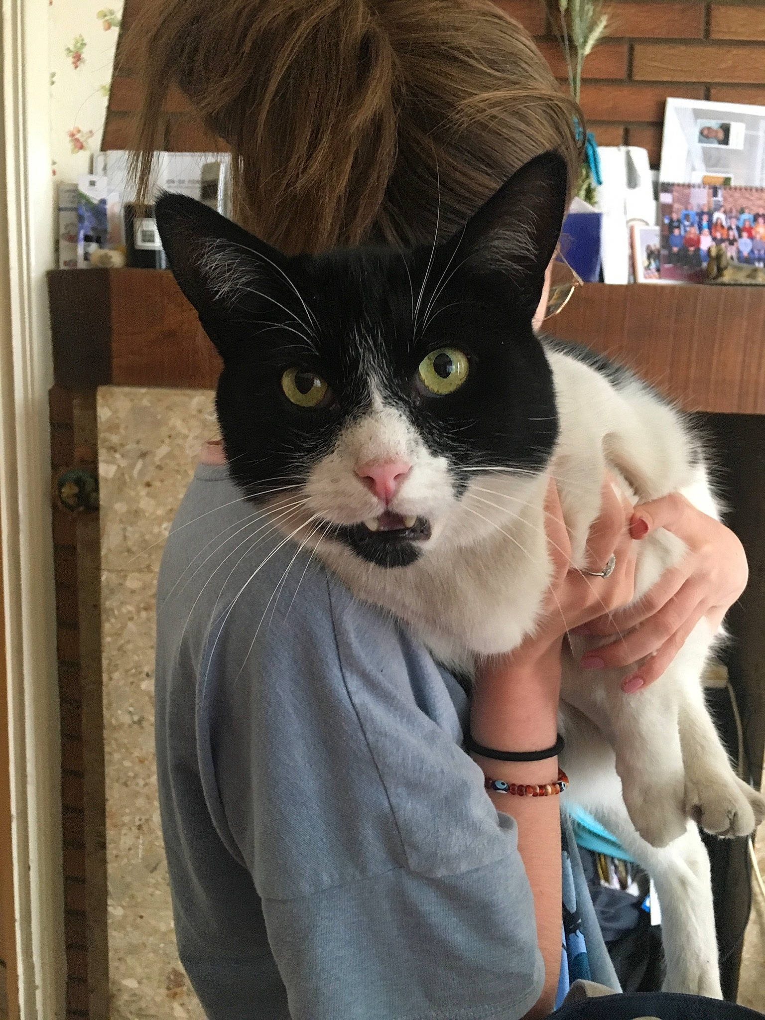 Trésor participe au concours pour gagner de l'argent avec cette photo : aegean_cat, asian, carnivore, cat, domestic_short_haired_cat, felidae, fur, german_rex, kitten, polydactyl_cat, small_to_medium_sized_cats, turkish_van, whiskers