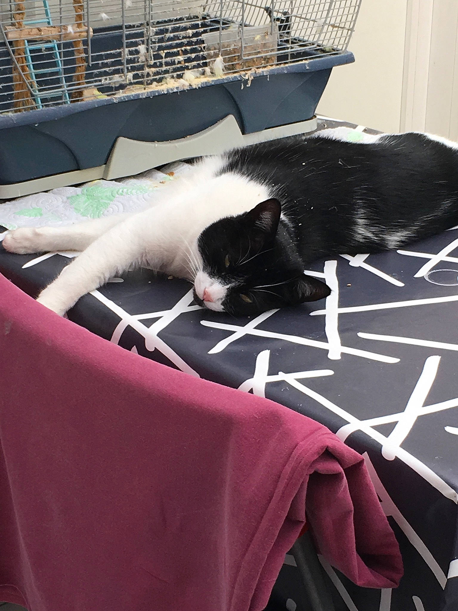 Trésor a rejoint le concours — aidez-le/la à gagner de superbes lots ! black_cat, carnivore, cat, felidae, small_to_medium_sized_cats, snout, tail, whiskers