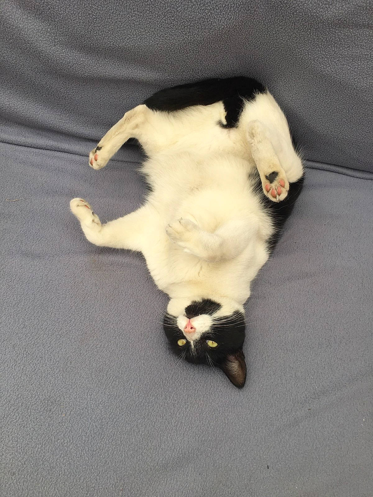 Trésor participe au concours pour gagner de l'argent avec cette photo : border_collie, canidae, carnivore, cat, dog, dog_breed, felidae, fur, paw, puppy, sporting_group, tail