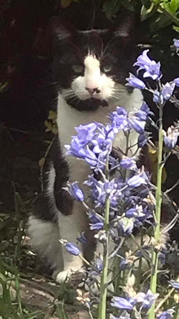 Julio a rejoint le concours — aidez-le/la à gagner de superbes lots ! annual_plant, carnivore, cat, domestic_short_haired_cat, felidae, flower, flowering_plant, fur, grass, groundcover, herbaceous_plant, lavender, petal, plant, purple, small_to_medium_sized_cats, spring, tail, whiskers, wildlife