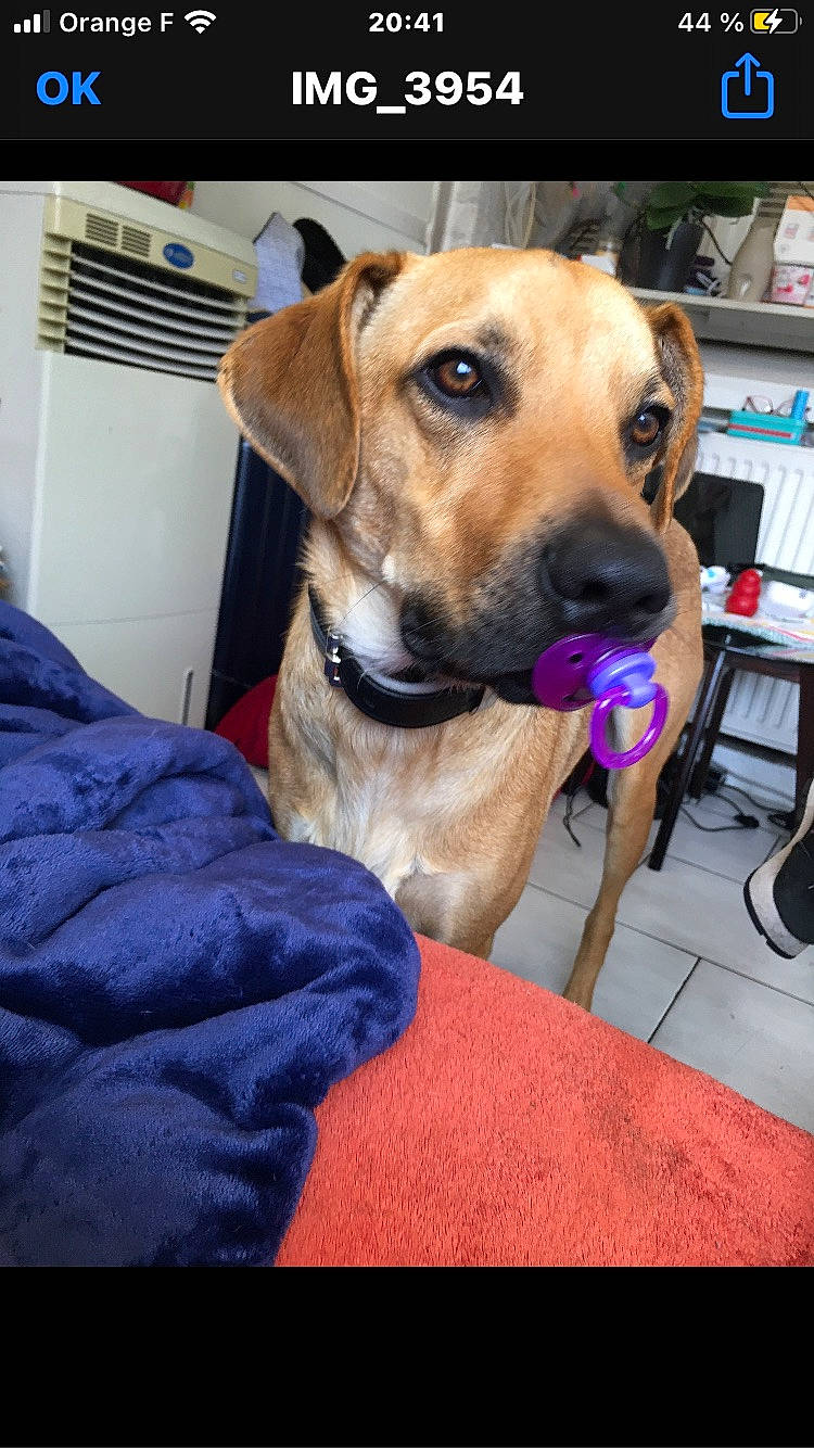 Nintendo a rejoint le concours — aidez-le/la à gagner de superbes lots ! bookcase, canidae, carnivore, collar, companion_dog, dog, dog_breed, dog_collar, dog_supply, fawn, fur, hat, pet_supply, shelf, shelving, smile, snout, sporting_group, whiskers, working_animal