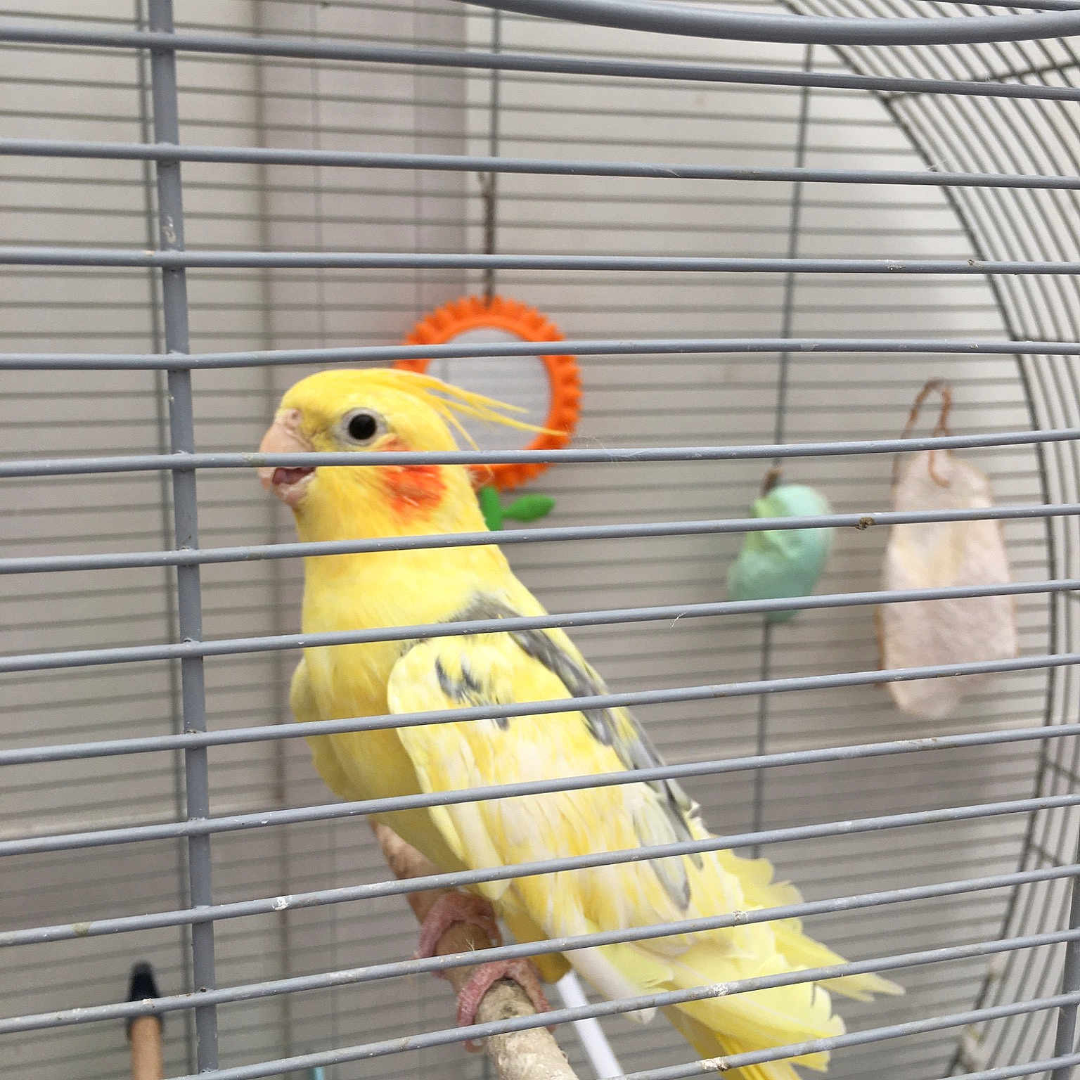 Rio participe au concours pour gagner de l'argent avec cette photo : animal_shelter, atlantic_canary, beak, bird, bird_supply, budgie, cage, canary, feather, lovebird, parakeet, parrot, perching_bird, perico, pet_supply, tail, vertebrate, wing, yellow