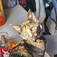Midnight is registered to the contest to win money with this photo: cat, tortoiseshell_cat, pet, animal, feline, indoor, sunlight, fur, whiskers, yellow_eyes, collar, table, bottle, fabric, clothing, texture, shadow, light, closeup, domestic
