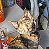 cat, tortoiseshell_cat, pet, animal, feline, indoor, sunlight, fur, whiskers, yellow_eyes, collar, table, bottle, fabric, clothing, texture, shadow, light, closeup, domestic