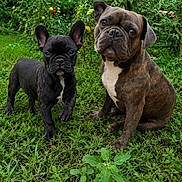 Bella a rejoint le concours — aidez-le/la à gagner de superbes lots ! dog, french_bulldog, puppy, garden, greenery, tomato_plant, grass, outdoor, pet, animal, cute, fur, canine, nature, summer, plant, leaf, eyes, portrait, two_dogs
