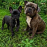 dog, french_bulldog, puppy, garden, greenery, tomato_plant, grass, outdoor, pet, animal, cute, fur, canine, nature, summer, plant, leaf, eyes, portrait, two_dogs