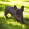 Bella a rejoint le concours — aidez-le/la à gagner de superbes lots ! dog, puppy, french_bulldog, black_dog, grass, outdoor, sunlight, pet, animal, playful, tongue_out, cute, canine, walking, nature, greenery, summer, young_dog, small_dog, sunny