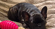 Bella a rejoint le concours — aidez-le/la à gagner de superbes lots ! animal, blanket, cozy, cute, dog, ears, french_bulldog, fur, fuzzy_toy, indoor, pet, pink_toy, puppy, relaxation, resting, rope_toy, sleeping, small_dog, texture, toy