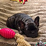 Bella a rejoint le concours — aidez-le/la à gagner de superbes lots ! dog, puppy, french_bulldog, sleeping, blanket, toy, pink_toy, rope_toy, fuzzy_toy, cozy, indoor, pet, animal, resting, cute, small_dog, ears, fur, texture, relaxation
