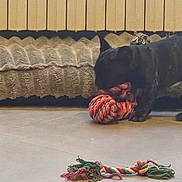 Bella participe au concours pour gagner de l'argent avec cette photo : animal, background, black_dog, canine, chewing, colorful, dog, domestic, floor, floor_tile, fun, furniture, home, indoor, pet, playful, radiator, rope_toy, texture, toy