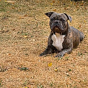 Vic participe au concours pour gagner de l'argent avec cette photo : dog, brindle, grass, outdoor, animal, pet, lying_down, tire, vehicle, nature, brown, white_chest, ears, snout, eyes, fur, ground, daylight, serious_expression, canine