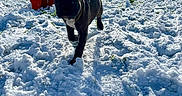 Vic a rejoint le concours — aidez-le/la à gagner de superbes lots ! animal, boat, bostonbull, bulldog, canine, canoe, canoeing, car, dog, leisureactivities, nature, outdoors, person, pet, puppy, snow, snowballfight, transportation, vehicle, walkingdog