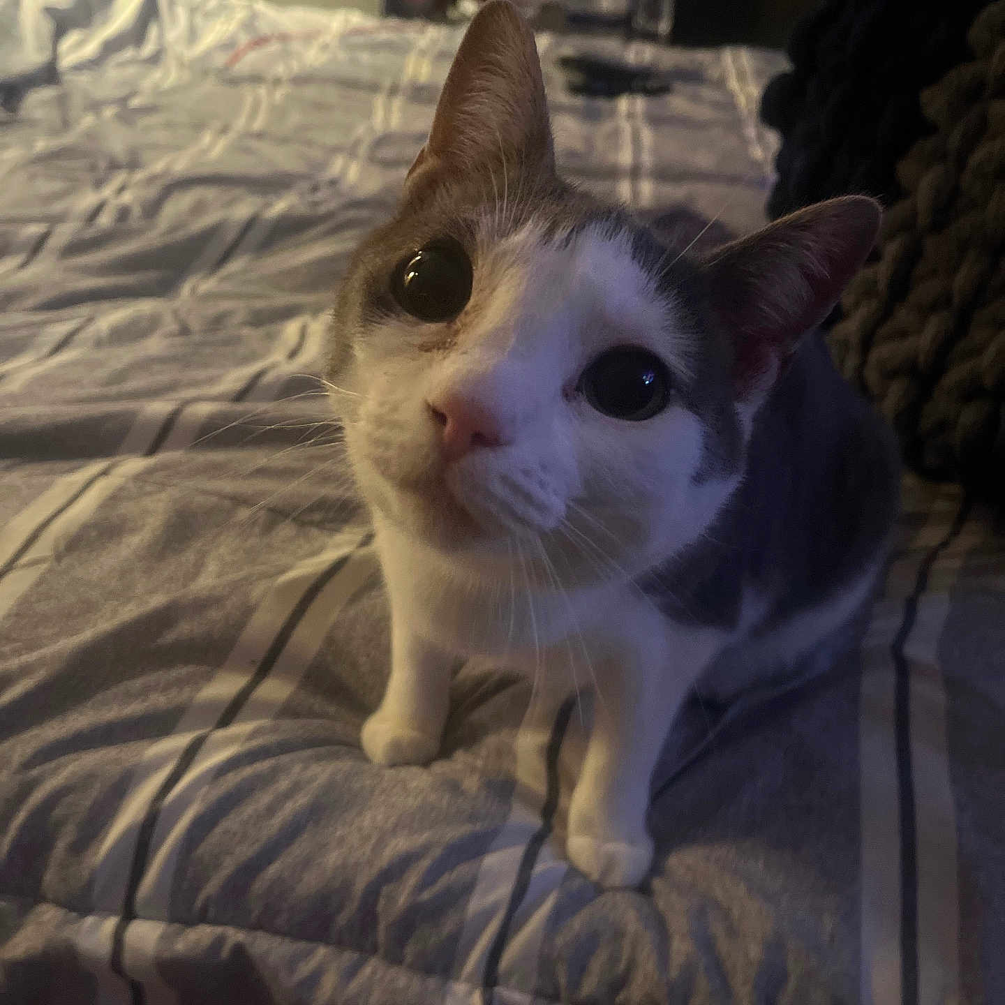 Sophie Mae
