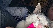 Sophie Mae is registered to the contest to win money with this photo: animal, bite, cat, chewing, closeup, colorful, cozy, face_partial, fur, gray_cat, hand, human_hand, indoor, nail_polish, object, person, pet, pink_nails, playful, white_cat