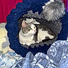 Sophie Mae is registered to the contest to win money with this photo: animal, bed, blanket, blue_blanket, cat, comfort, cozy, cute, domestic, feline, fluffy, fur, indoor, pet, red_curtain, relaxed, resting, sleeping_area, soft_texture, tunnel