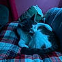 cat, animal, pet, indoor, cozy, plaid_blanket, purple_wall, pillow, grooming, feline, tail, fur, resting, comfort, home, cute, relaxing, sleepy, domestic, mammal