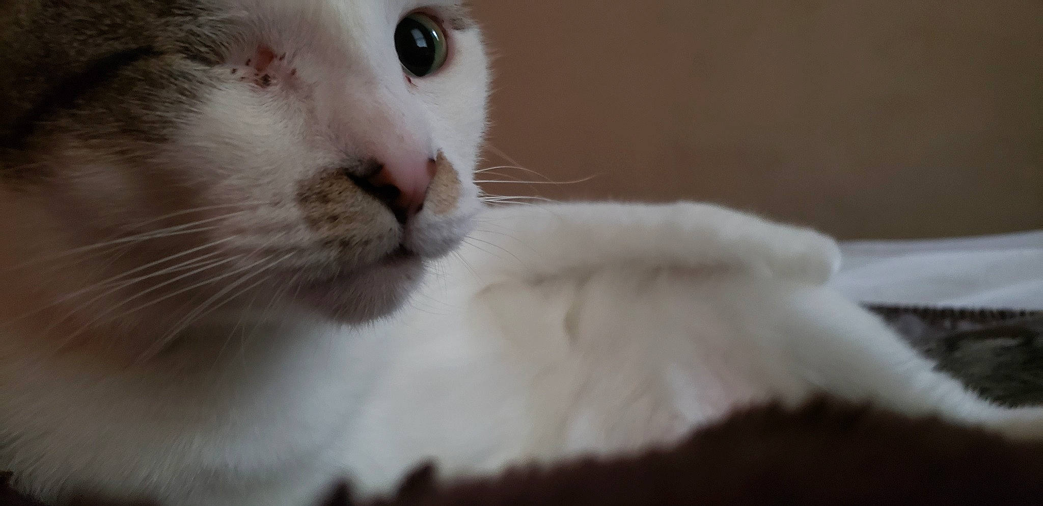 Fury joined the competition — help win amazing prizes! carnivore, cat, close_up, domestic_short_haired_cat, eyelash, felidae, fur, paw, small_to_medium_sized_cats, snout, terrestrial_animal, whiskers