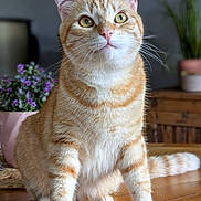 Zoé a rejoint le concours — aidez-le/la à gagner de superbes lots ! animal, cat, closeup, curious, cute, domestic_cat, feline, flower_pot, fur, greenery, houseplant, indoor, orange_tabby, pet, plant, portrait, sitting, table_surface, whiskers, wooden_table