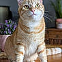animal, cat, closeup, curious, cute, domestic_cat, feline, flower_pot, fur, greenery, houseplant, indoor, orange_tabby, pet, plant, portrait, sitting, table_surface, whiskers, wooden_table