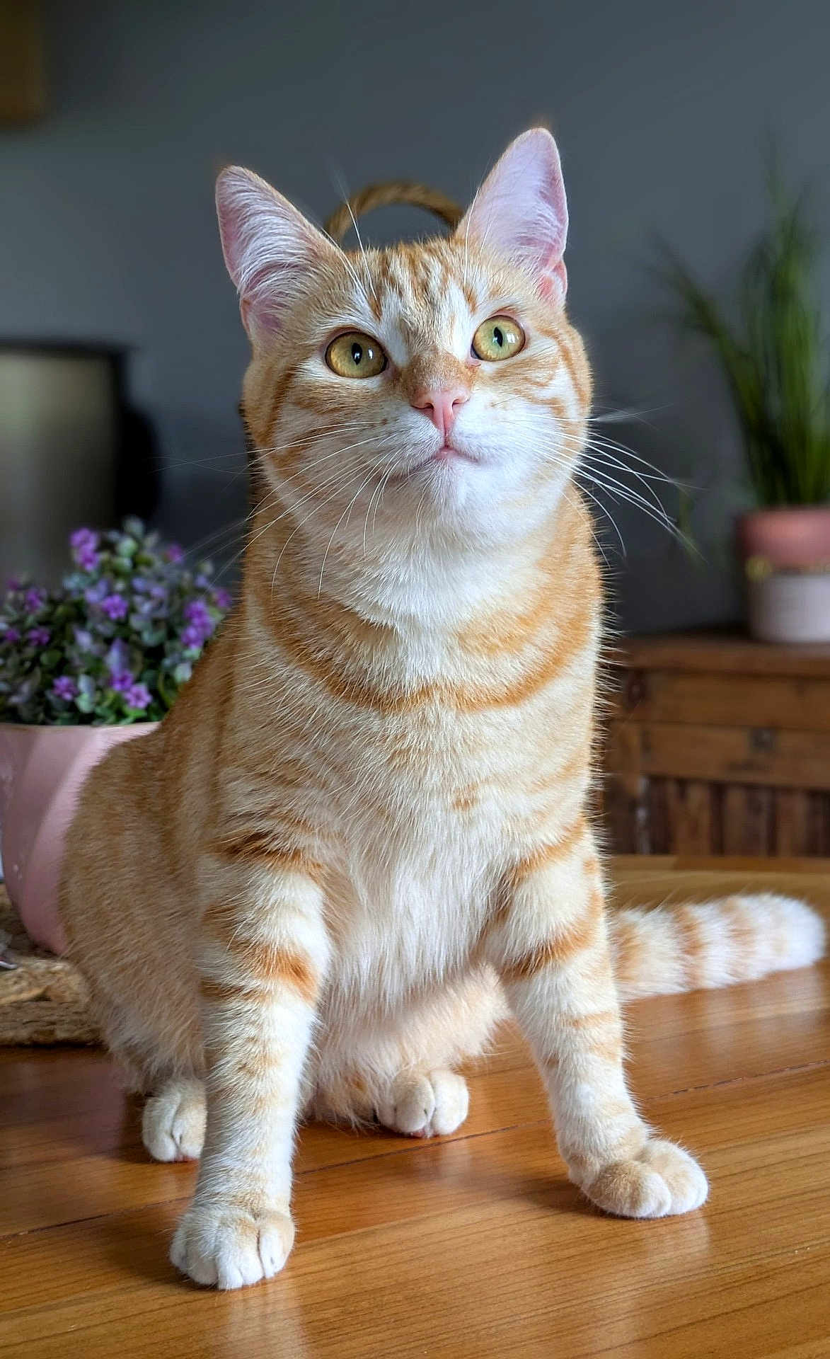 Zoé