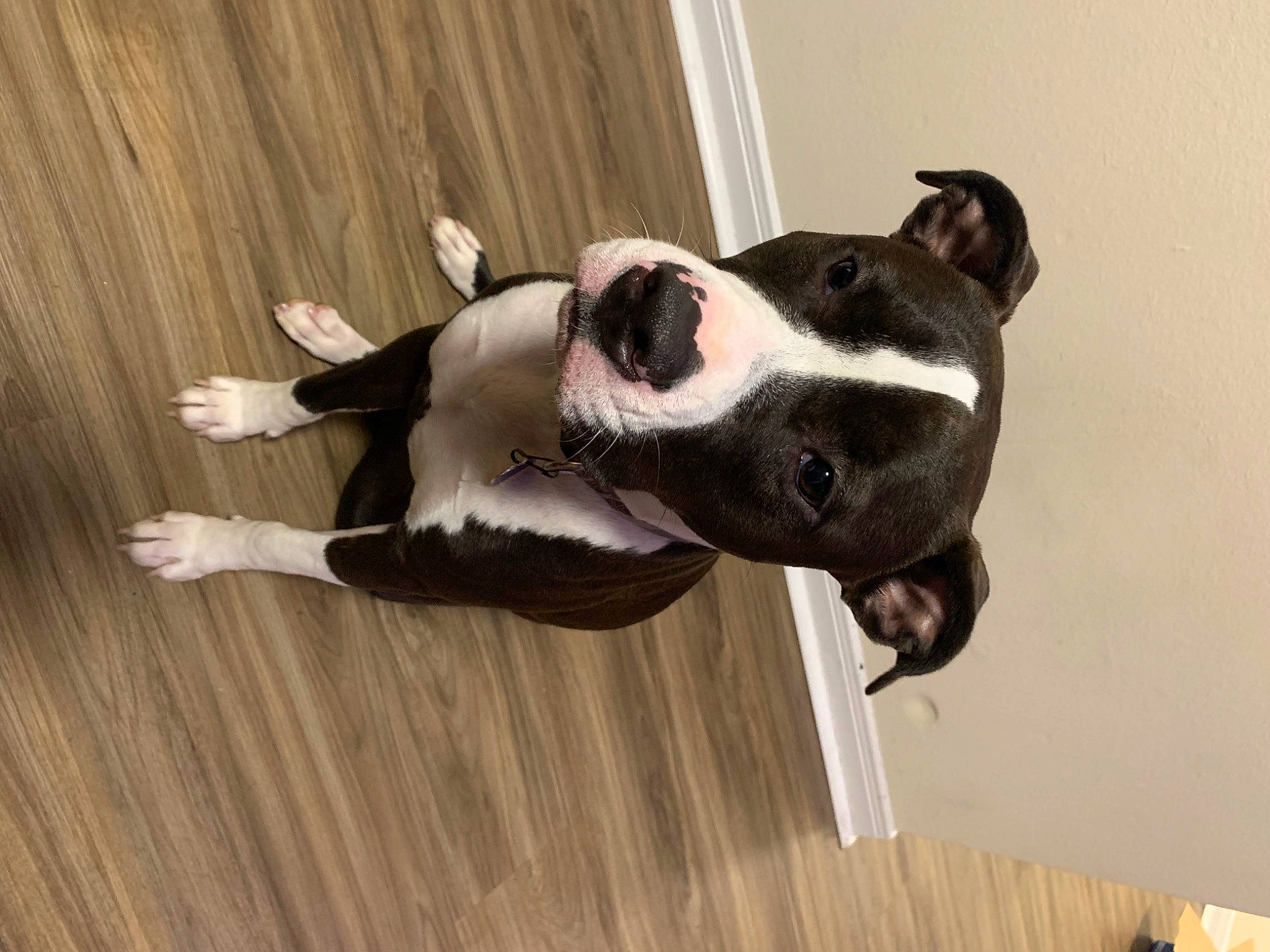 Lola Grace joined the competition — help win amazing prizes! canidae, carnivore, collar, companion_dog, dog, dog_breed, dog_collar, dog_supply, fawn, flooring, great_dane, hardwood, pet_supply, snout, sporting_group, tail, window, wood, working_animal, working_dog