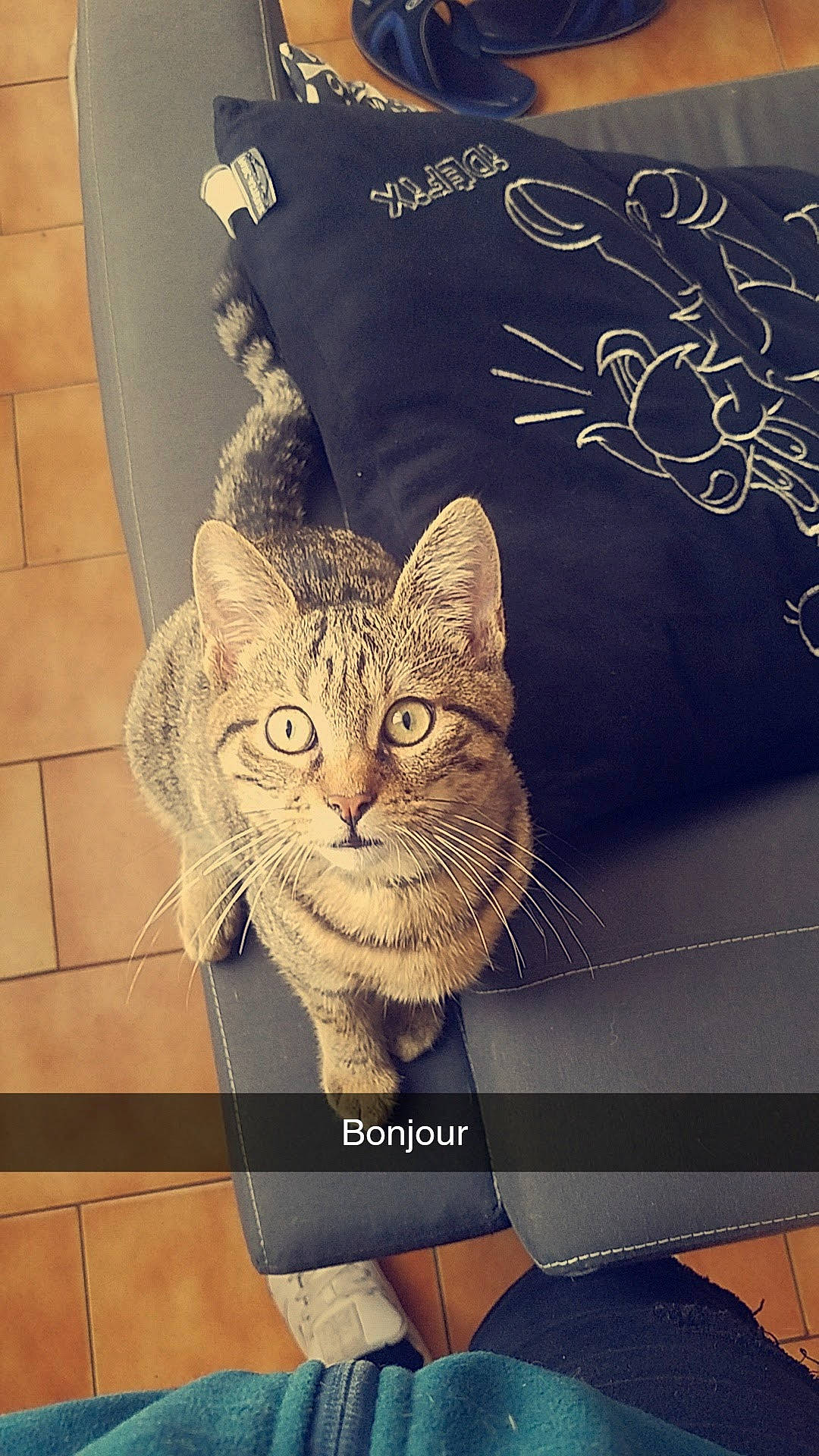 Stitch participe au concours pour gagner de l'argent avec cette photo : art, carnivore, cat, domestic_short_haired_cat, felidae, font, fur, grey, illustration, pattern, photo_caption, rectangle, sitting, small_to_medium_sized_cats, snout, tail, tree, visual_arts, whiskers, window