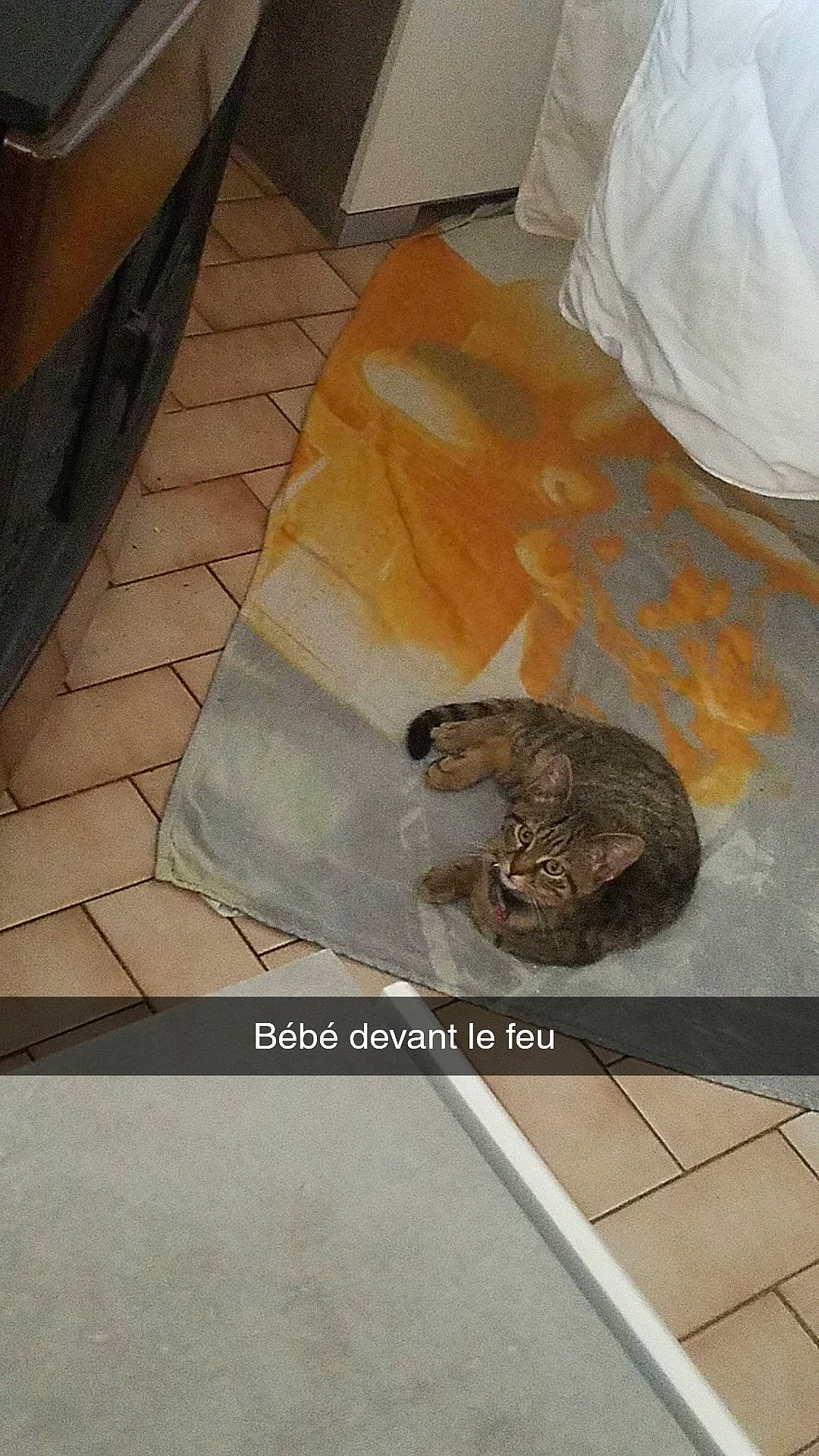 Stitch participe au concours pour gagner de l'argent avec cette photo : amphibian, carnivore, comfort, fawn, felidae, floor, flooring, galapagos_tortoise, hardwood, monotreme, reptile, rock, room, small_to_medium_sized_cats, tail, terrestrial_animal, tile, wildlife, wood