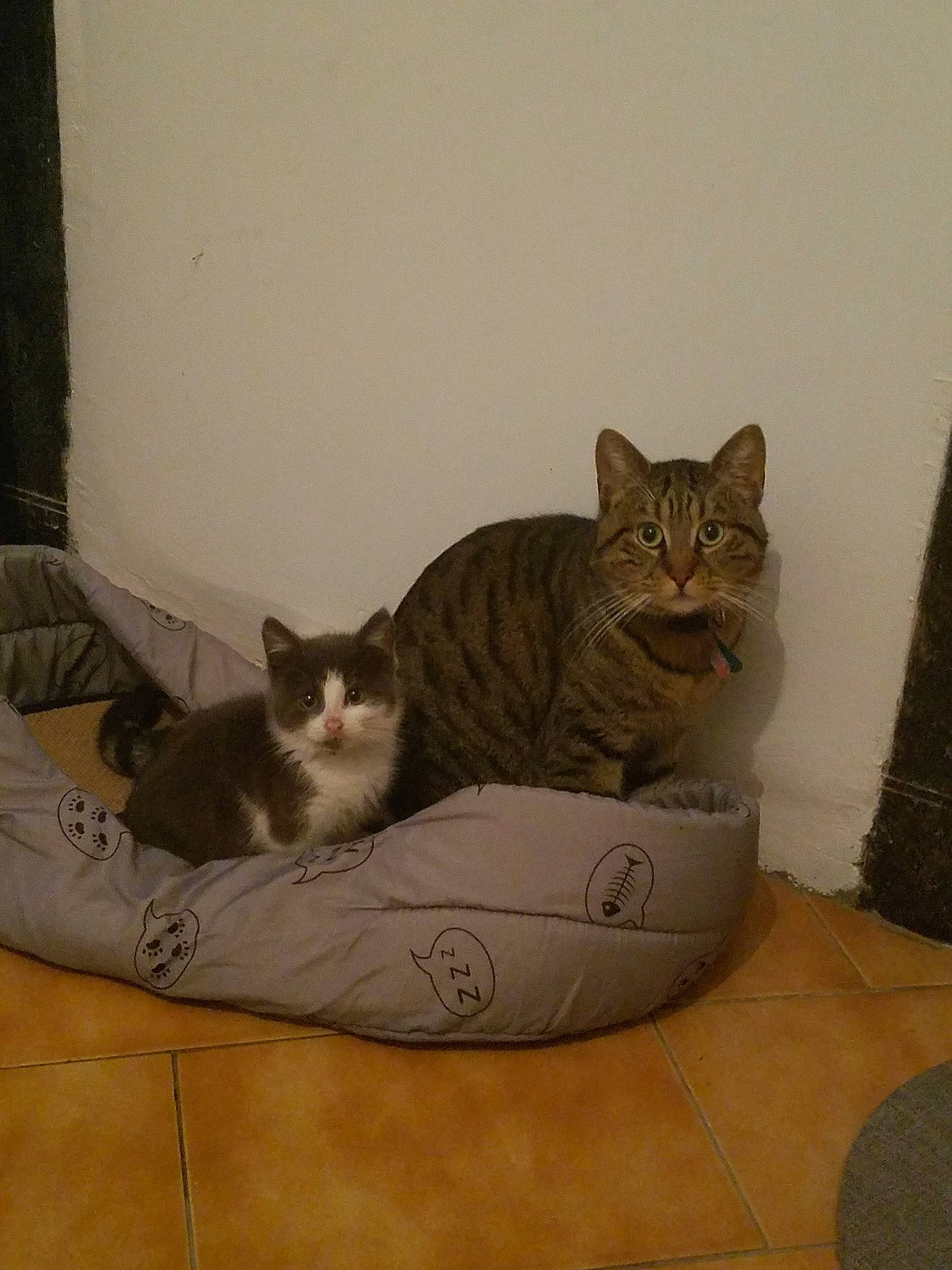 Stitch a rejoint le concours — aidez-le/la à gagner de superbes lots ! box, carnivore, cat, cat_supply, comfort, domestic_short_haired_cat, felidae, flooring, fur, grey, hardwood, paw, pet_supply, sitting, small_to_medium_sized_cats, snout, tail, whiskers, window, wood